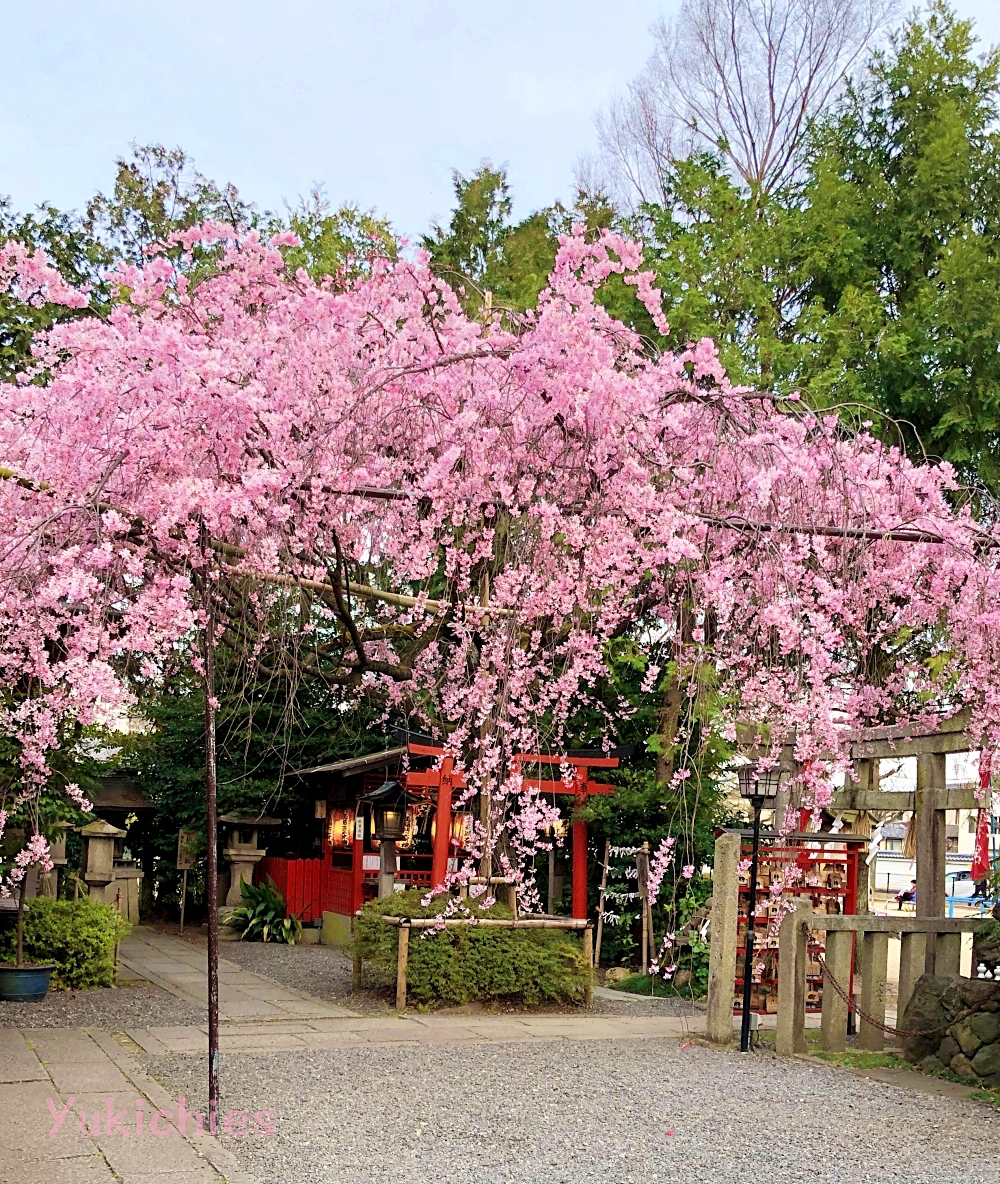 京都　堀川紫明　水火天満宮の桜　2020年　桜満開