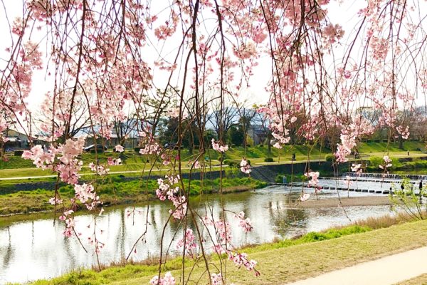 京都 北山　半木の道(なからぎのみち) 紅枝垂れ桜 鴨川