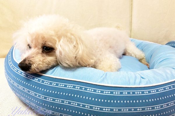 ニトリ犬用ベッド M 丸型