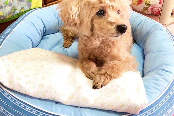 アイスノン　トイプードル杏