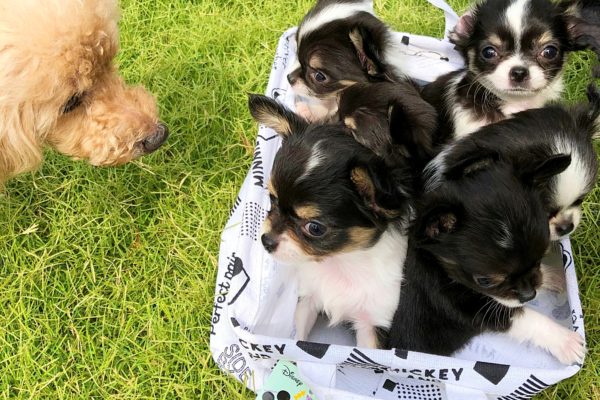 山陽自動車道　三木サービスエリア　ドッグラン　赤ちゃんチワワ