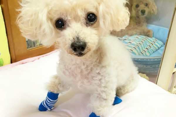 ダイソーの犬の靴下