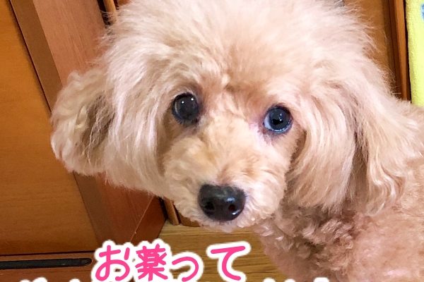 犬に薬を飲ませるための必勝法！【今まで試した結果を全てご報告】