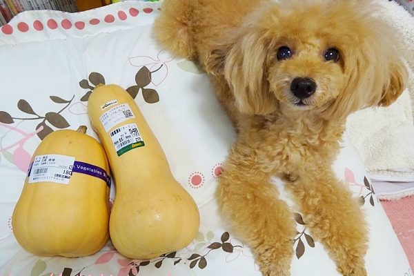 バターナッツかぼちゃ（Butternut squash）とトイプー杏